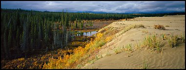 Sand dunes and boreal forest. Kobuk Valley National Park (Panoramic color)