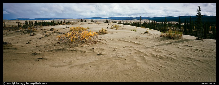 Arctic sand dune landscape. Kobuk Valley National Park (color)