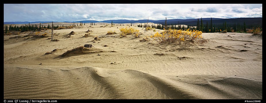 Arctic dune field. Kobuk Valley National Park, Alaska, USA.