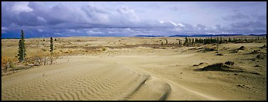 Sand dunes with spruce trees. Kobuk Valley National Park (Panoramic color)