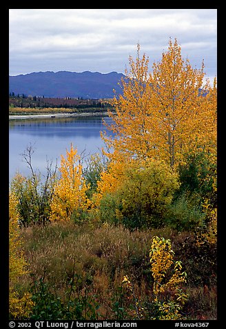 Kobuk River, Warring Mountains, and autumn colors, Onion Portage. Kobuk Valley National Park, Alaska, USA.