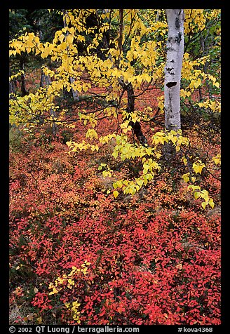 Berry plants and trees in fall colors at Onion Portage. Kobuk Valley National Park, Alaska, USA.