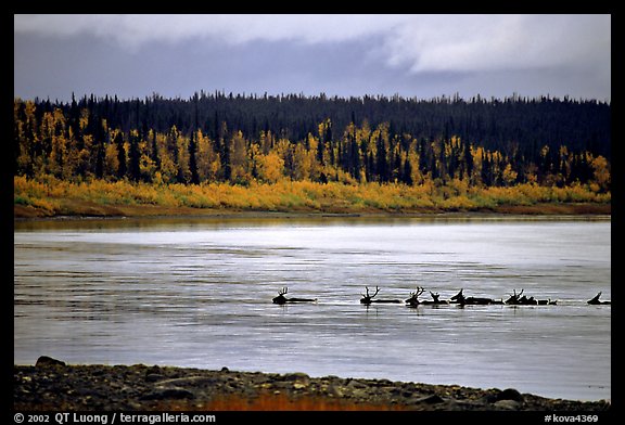 Caribou swimming across the Kobuk River during their fall migration. Kobuk Valley National Park, Alaska, USA.
