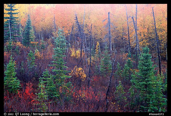 Shrubs and trees in fall foliage near Kavet Creek. Kobuk Valley National Park, Alaska, USA.