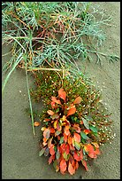 Dune plants. Kobuk Valley National Park ( color)