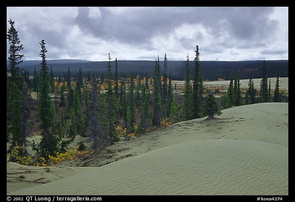 Pocket of Spruce trees in the Great Sand Dunes. Kobuk Valley National Park, Alaska, USA.