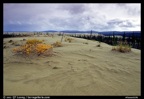 Great Sand Dunes and boreal spruce forest. Kobuk Valley National Park (color)