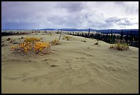 Great Sand Dunes and boreal spruce forest. Kobuk Valley National Park ( color)