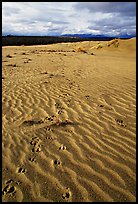 Caribou tracks and ripples in the Great Sand Dunes. Kobuk Valley National Park, Alaska, USA. (color)