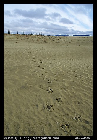 Animal tracks on the Great Sand Dunes. Kobuk Valley National Park, Alaska, USA.