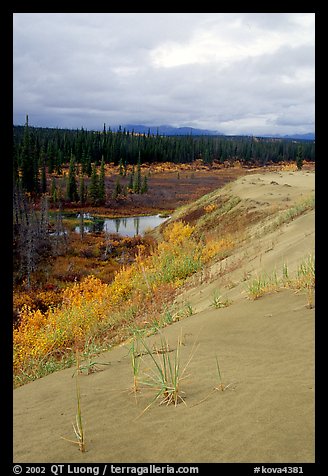 The edge of the Great Sand Dunes with the boreal taiga. Kobuk Valley National Park, Alaska, USA.