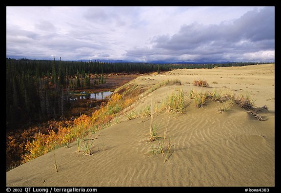 The edge of the Great Sand Dunes with the tundra and taiga below. Kobuk Valley National Park