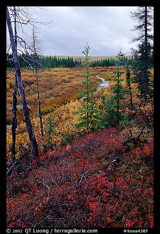 Autumn colors on Kavet Creek near the Great Sand Dunes. Kobuk Valley National Park, Alaska, USA.