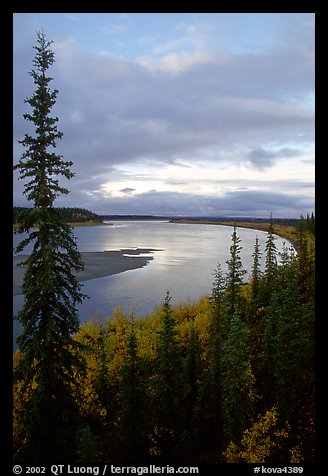 Boreal trees and bend of the Kobuk River, evening. Kobuk Valley National Park, Alaska, USA.