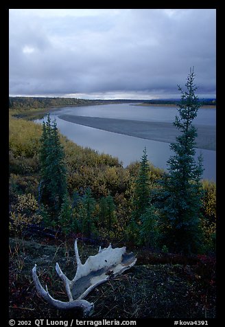 Antlers and bend of the Kobuk River, evening. Kobuk Valley National Park, Alaska, USA.