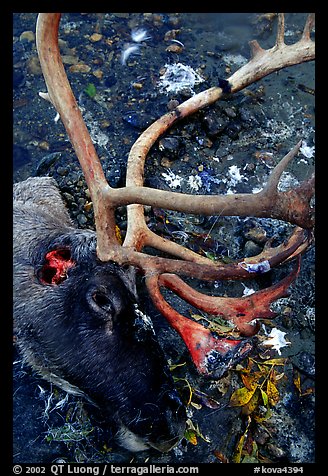 Caribou head discarded by hunters. Kobuk Valley National Park, Alaska, USA.