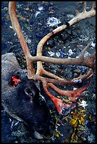 Caribou head discarded by hunters. Kobuk Valley National Park, Alaska, USA. (color)