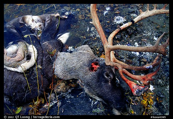 Dead caribou head discarded by hunters. Kobuk Valley National Park (color)