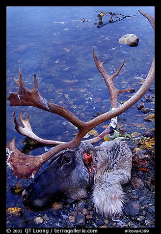 Dead caribou head discarded by hunters. Kobuk Valley National Park, Alaska, USA.