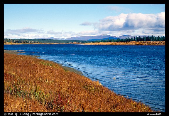 Grasses and river. Kobuk Valley National Park (color)