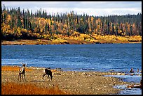 Young caribou on the shores of the river. Kobuk Valley National Park, Alaska, USA. (color)