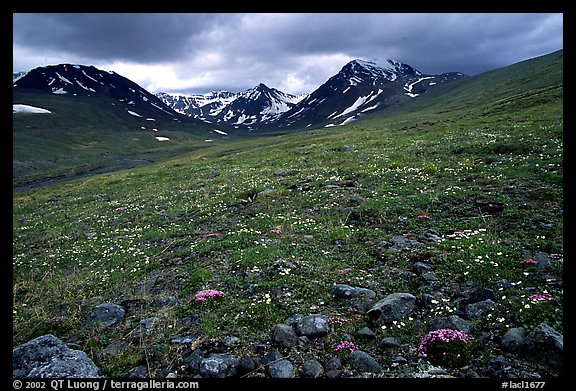 Green valley with alpine wildflowers and snow-clad peaks. Lake Clark National Park (color)