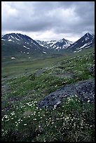 Valley with wildflowers, between Turquoise Lake and Twin Lakes. Lake Clark National Park, Alaska, USA. (color)