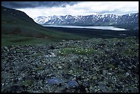 Tundra with forget-me-nots and Twin Lakes. Lake Clark National Park, Alaska, USA.