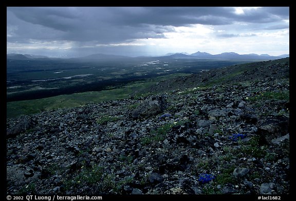 Tundra with forget-me-nots and Twin Lakes. Lake Clark National Park