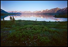 Tundra in summer with wildflowers and Twin Lake shore. Lake Clark National Park ( color)