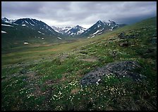 Wildflowers, valley and mountains. Lake Clark National Park, Alaska, USA.