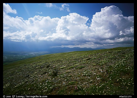 Tundra, wildflowers, and puffy white storm clouds. Lake Clark National Park, Alaska, USA.