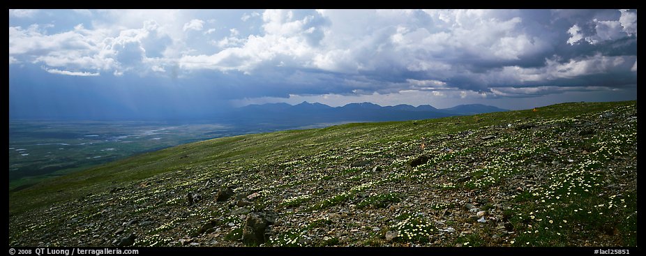 Tundra wildflowers under storm clouds. Lake Clark National Park (color)