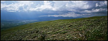 Tundra wildflowers under storm clouds. Lake Clark National Park (Panoramic color)