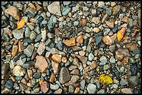 Close up of pebbles and fallen leaves on shore of Lake Clark. Lake Clark National Park ( color)