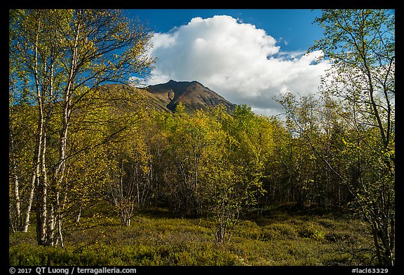 Tanalian Mountain framed by trees in fall foliage. Lake Clark National Park, Alaska, USA.