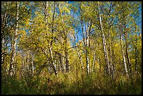 Autumn forest. Lake Clark National Park ( color)