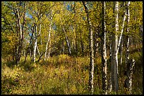Northern forest in autumn. Lake Clark National Park ( color)