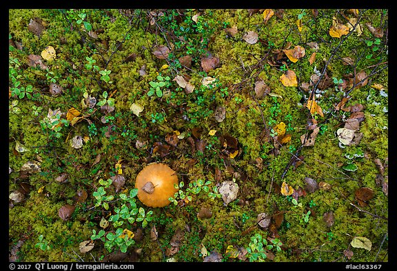 Ground close-up with mushrooms and moss. Lake Clark National Park, Alaska, USA.