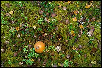 Ground close-up with mushrooms and moss. Lake Clark National Park ( color)