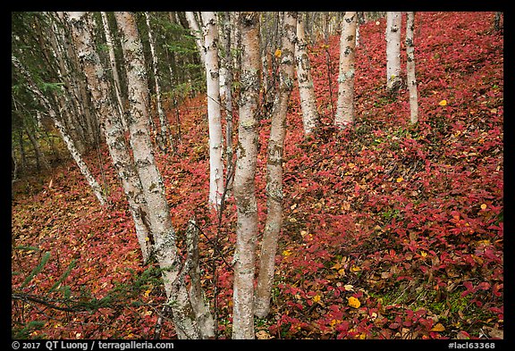 Birch trees and red undergrowth in autumn. Lake Clark National Park, Alaska, USA.