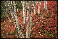 Birch trees and red undergrowth in autumn. Lake Clark National Park ( color)