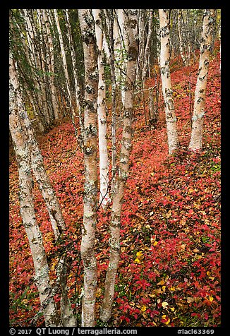 White birch and scarlet forest floor. Lake Clark National Park (color)
