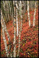 White birch and scarlet forest floor. Lake Clark National Park, Alaska, USA.