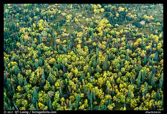 Aerial view of forest in fall foliage. Lake Clark National Park, Alaska, USA.