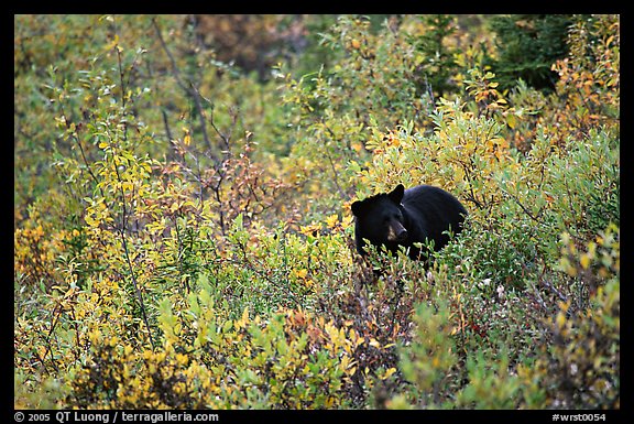 Black bear amongst brush in autumn color. Wrangell-St Elias National Park (color)