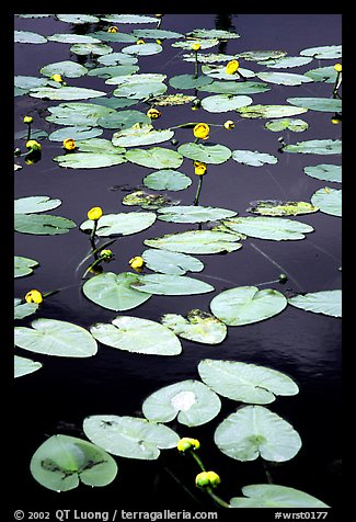 Water lilies in a pond near Chokosna. Wrangell-St Elias National Park (color)