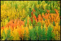 Autunm colors near Chokosna. Wrangell-St Elias National Park, Alaska, USA. (color)