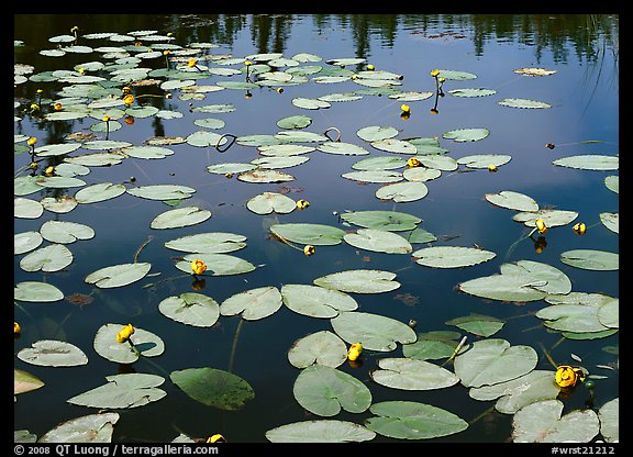 Water lillies with yellow flowers. Wrangell-St Elias National Park (color)