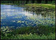 Pond with grasses, water lillies in bloom, and reflections. Wrangell-St Elias National Park, Alaska, USA. (color)